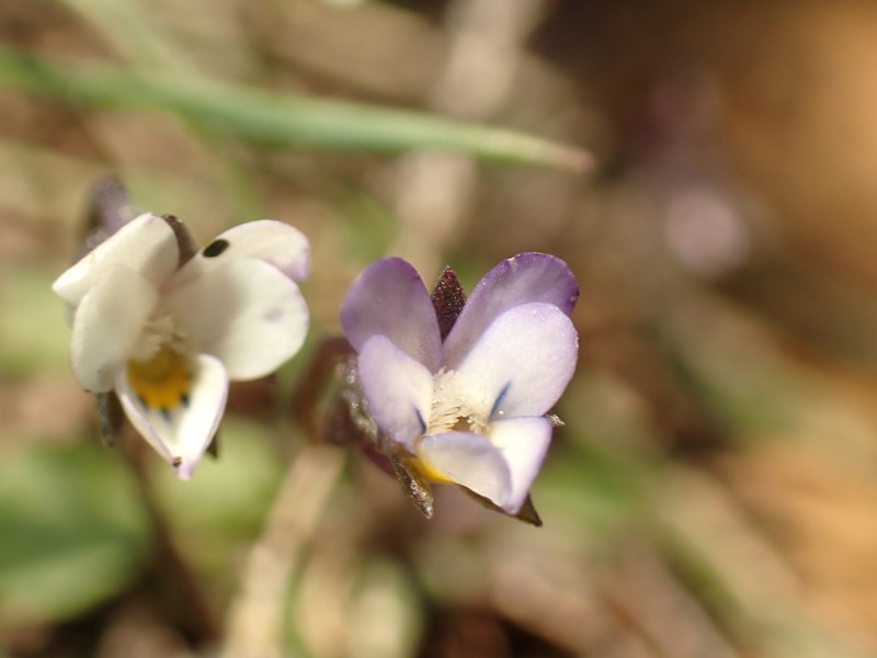 Viola rauliniana photo 8