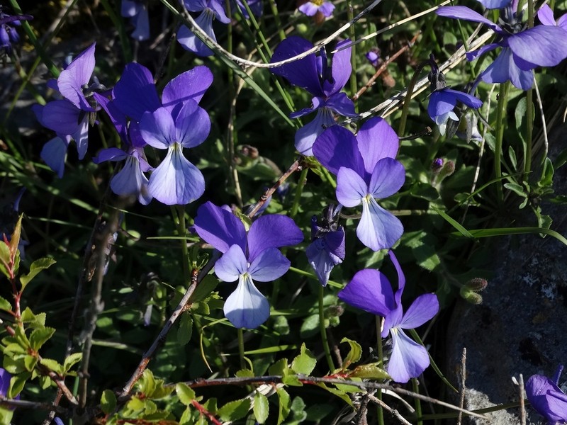 Viola rausii