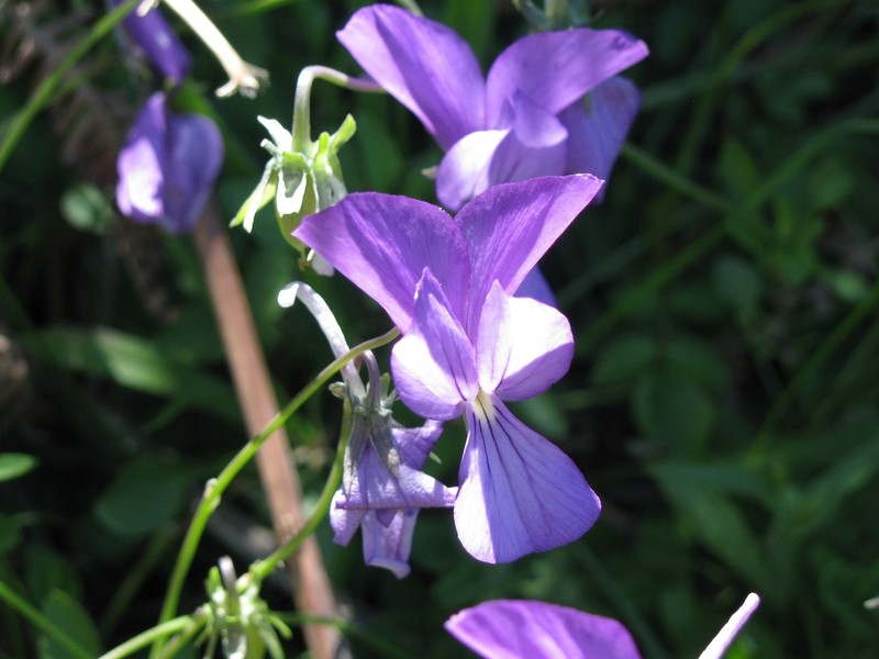 Viola rausii photo 2