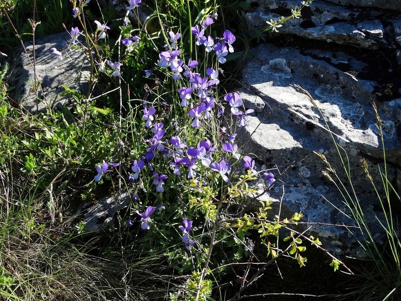 Viola rausii photo 3