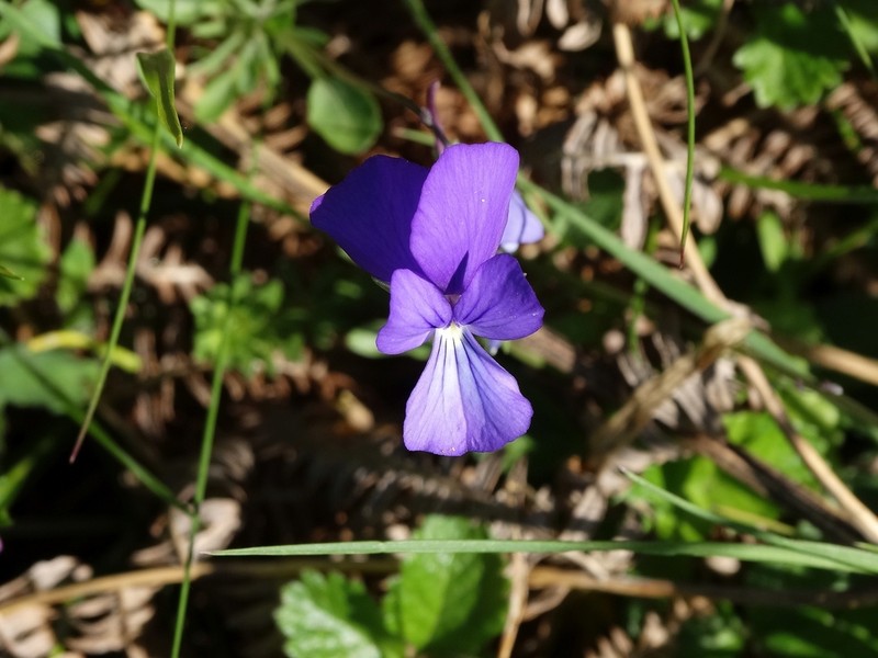 Viola rausii photo 4
