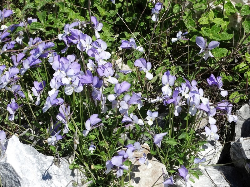 Viola rausii photo 5