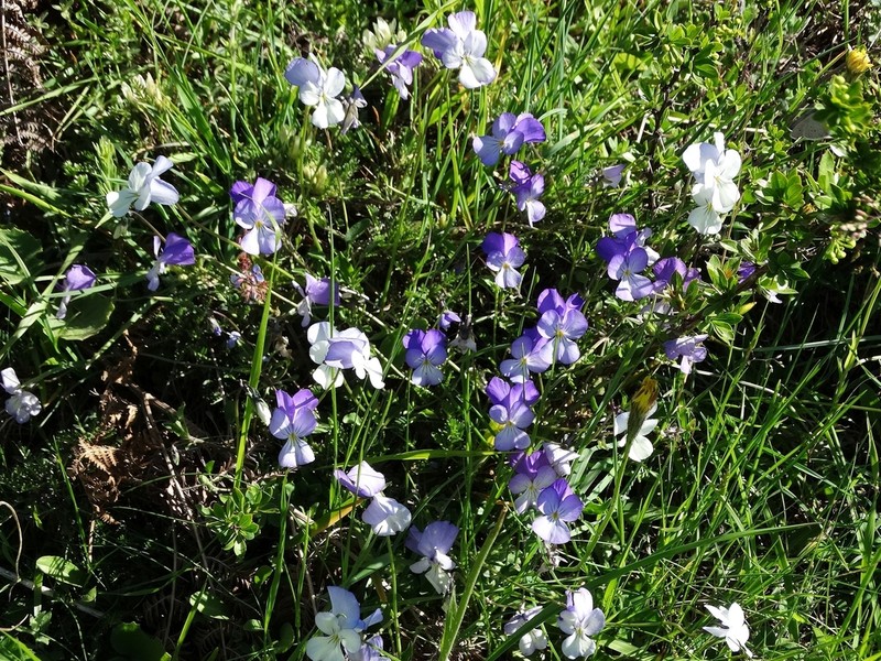 Viola rausii photo 6