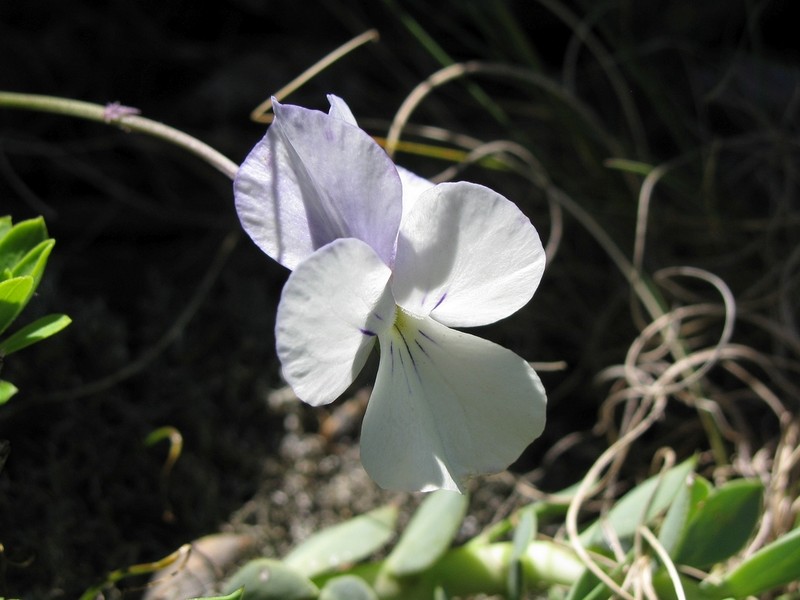 Viola rausii photo 7