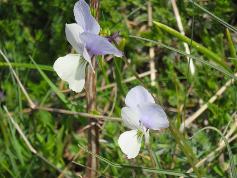 Viola rausii photo 8