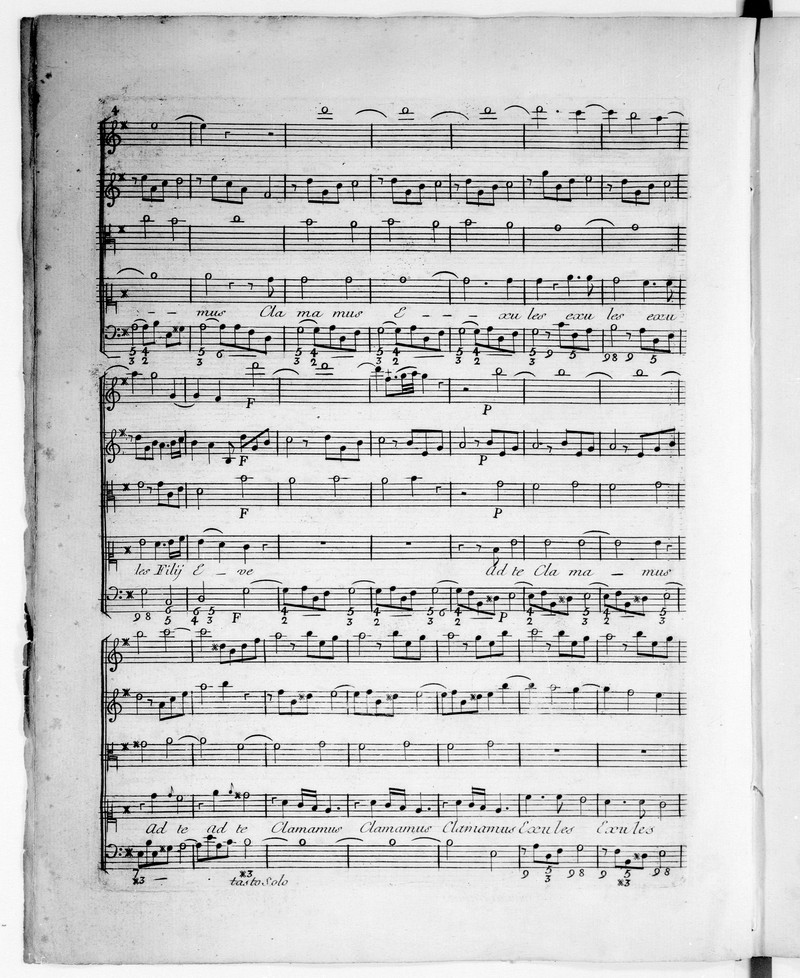Viola regina photo 4
