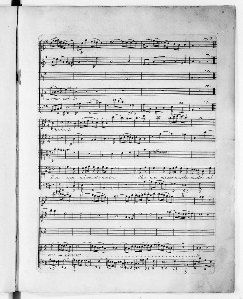 Viola regina photo 5