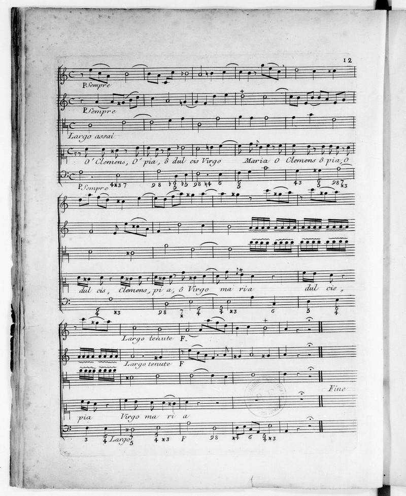 Viola regina photo 6
