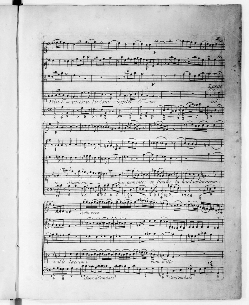 Viola regina photo 7