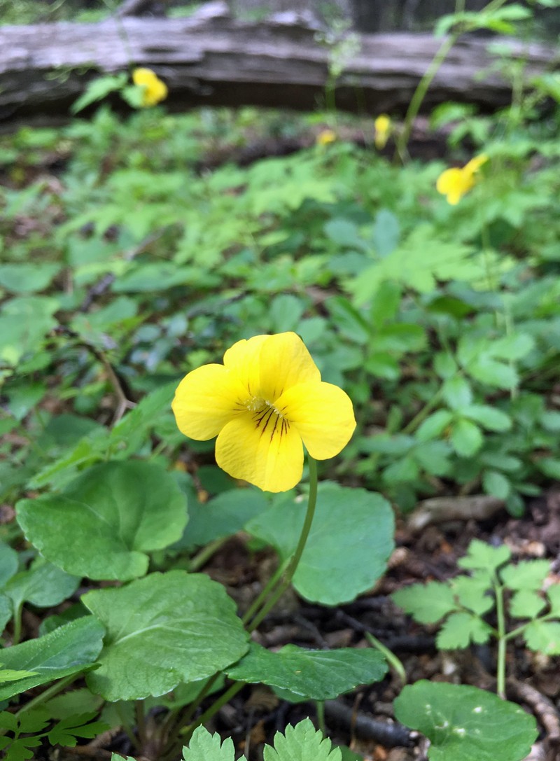 Viola reichei