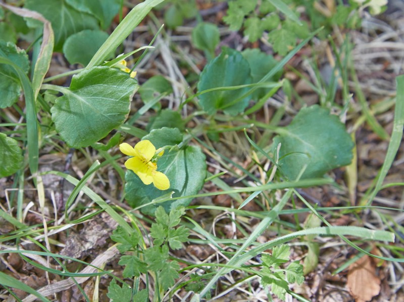 Viola reichei photo 2