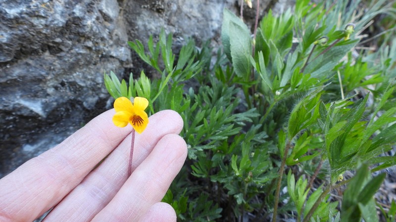 Viola reichei photo 4