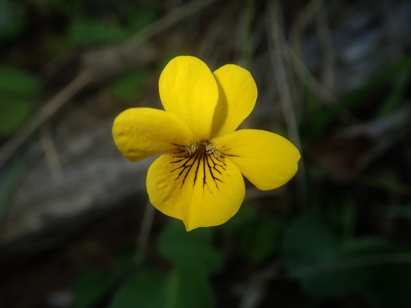 Viola reichei photo 5