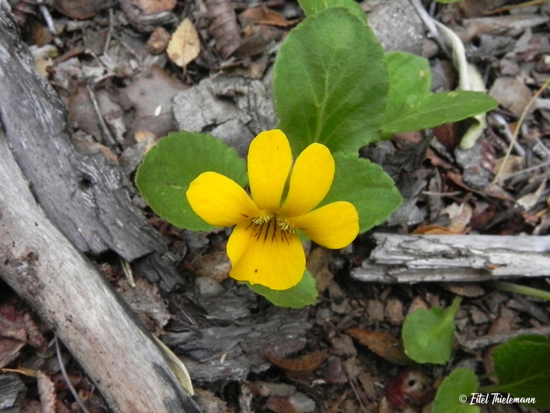 Viola reichei photo 6