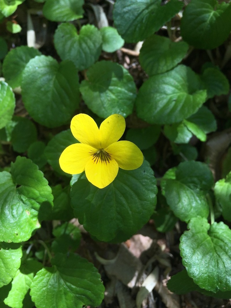 Viola reichei photo 7