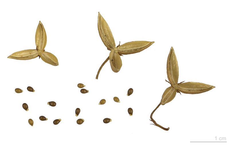 Viola reichenbachiana photo 2