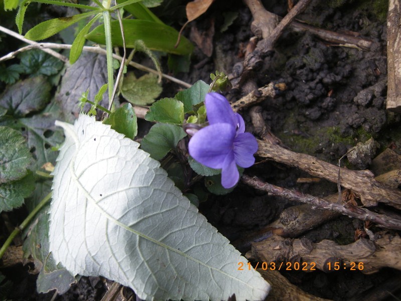 Viola reichenbachiana photo 3