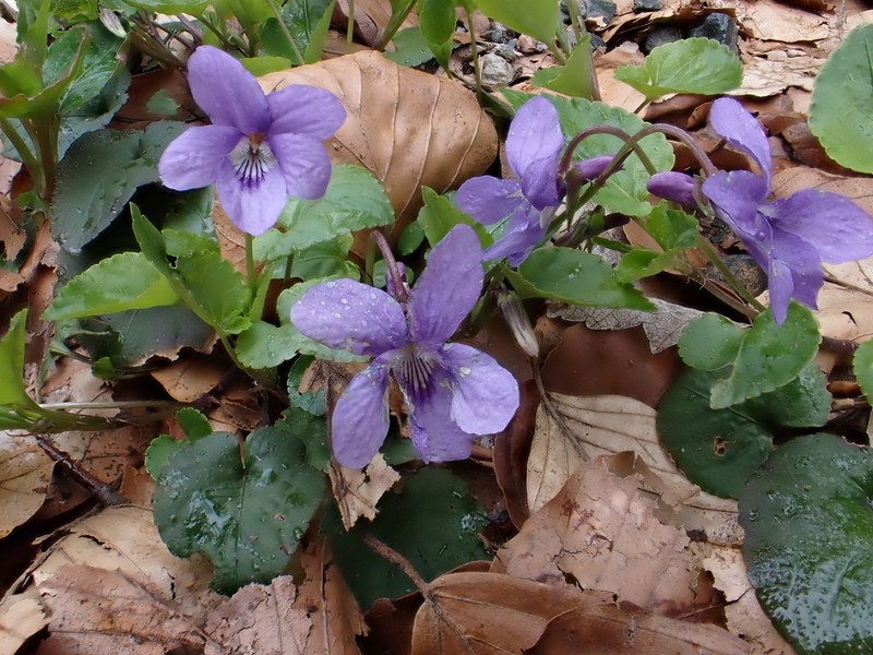 Viola reichenbachiana photo 4