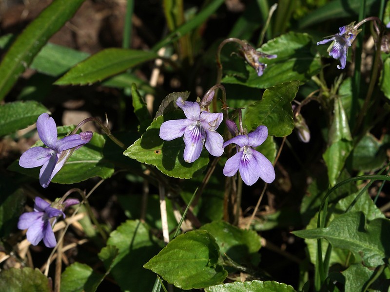 Viola reichenbachiana photo 5