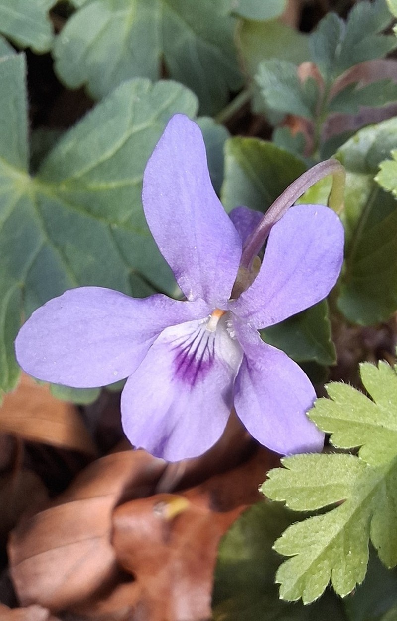 Viola reichenbachiana photo 6