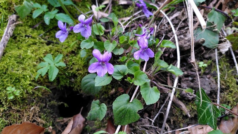 Viola reichenbachiana photo 7