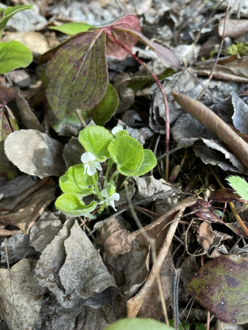 White Violet photo 3