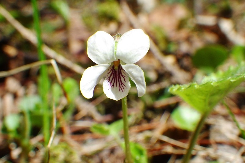 White Violet photo 4