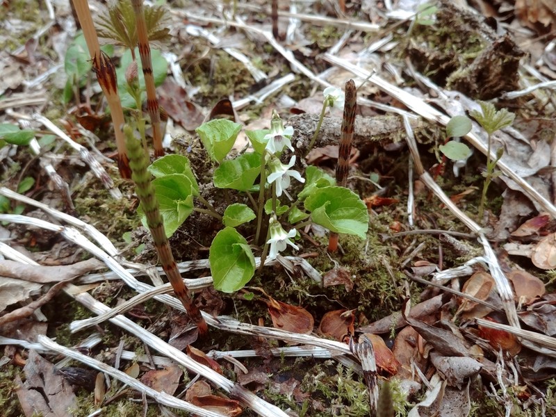 White Violet photo 6