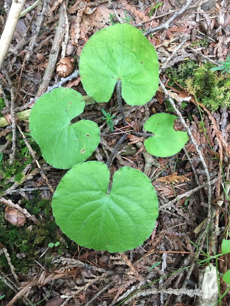 White Violet photo 7