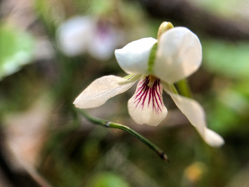 White Violet photo 8