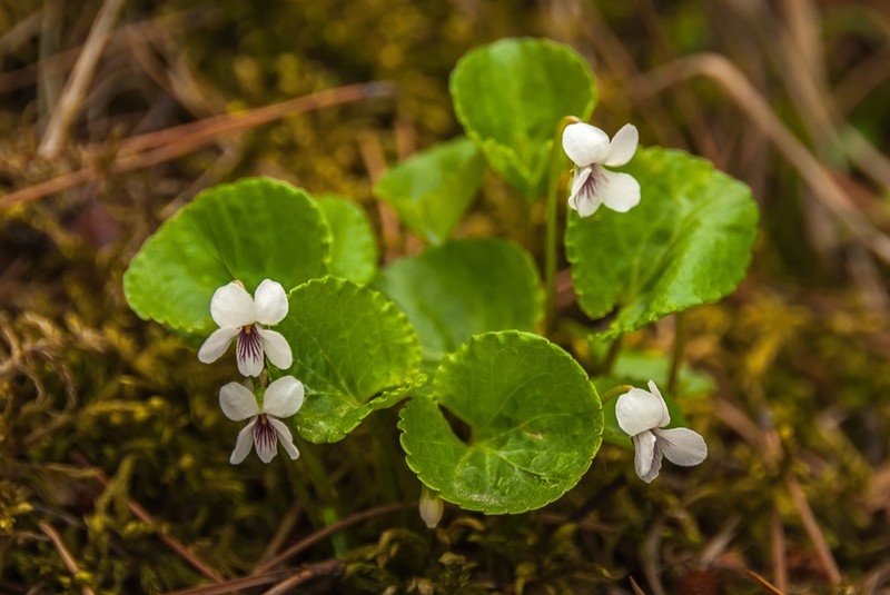 White Violet photo 4