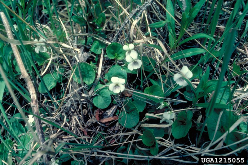 White Violet