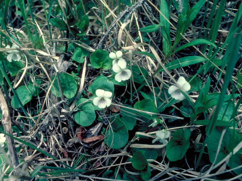 White Violet photo 2
