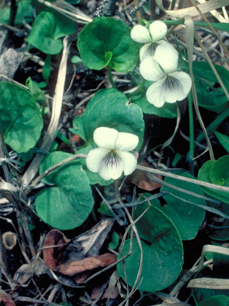 White Violet photo 3