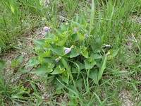 Viola retusa