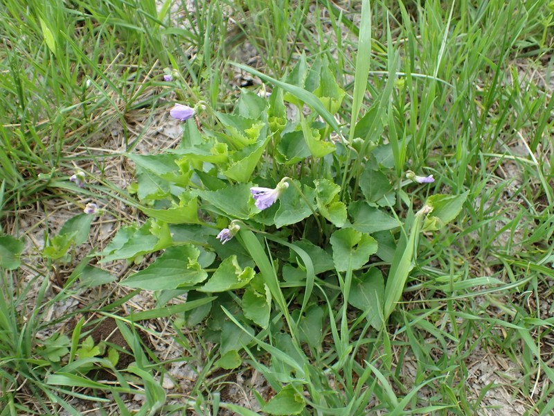 Viola retusa