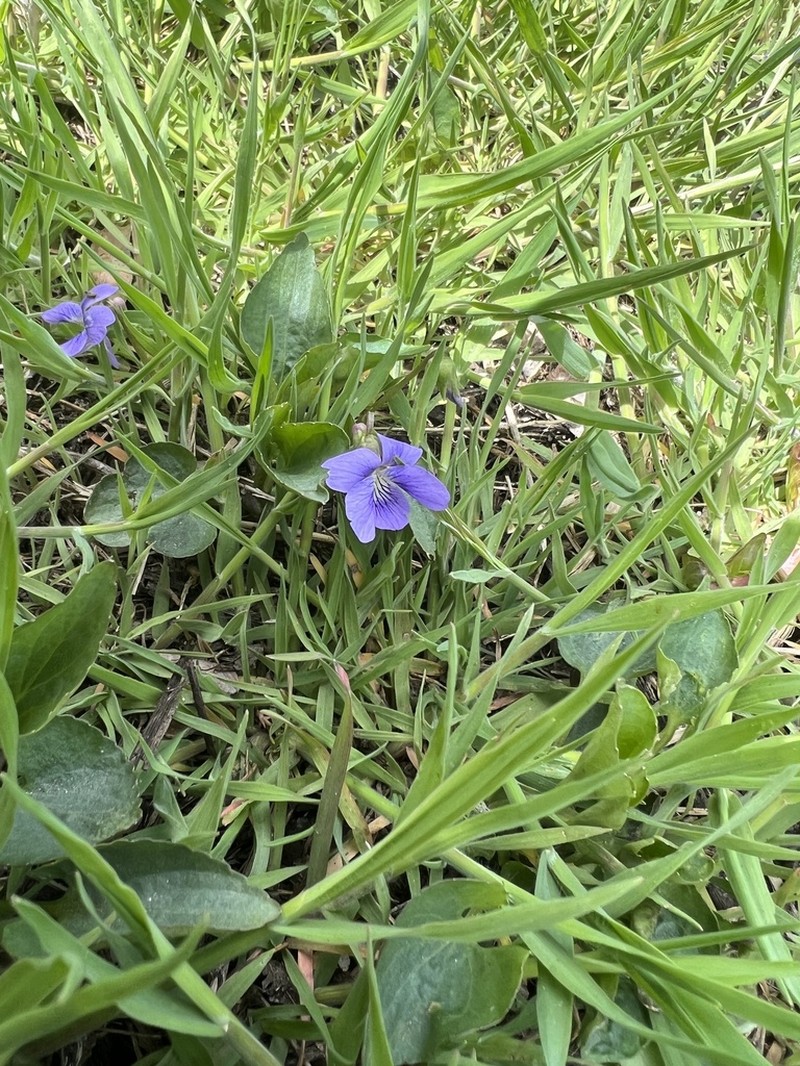 Viola retusa photo 2