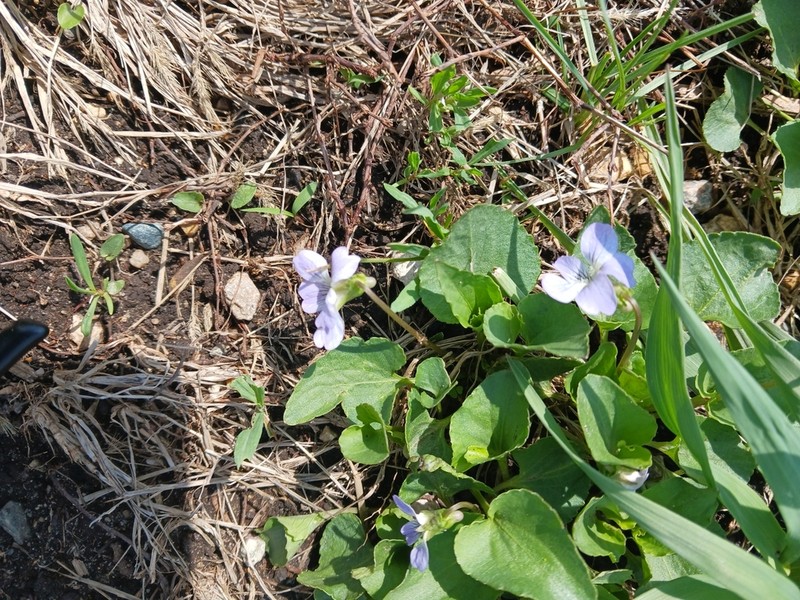 Viola retusa photo 3