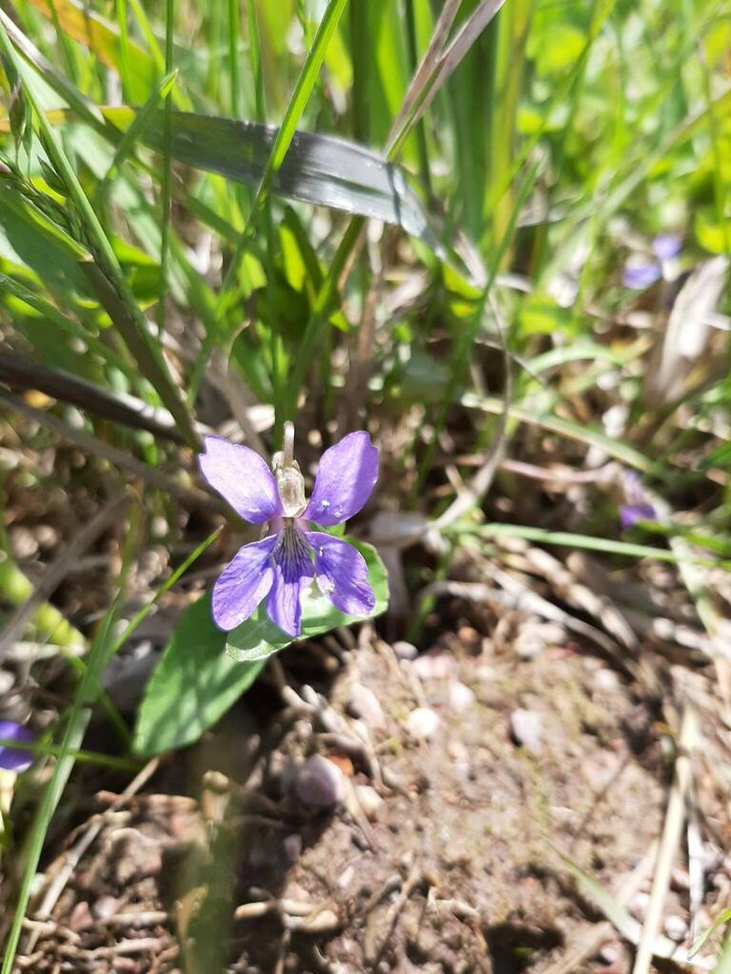 Viola retusa photo 4