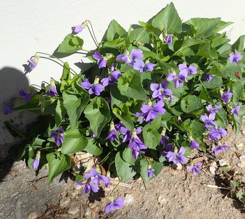 Viola retusa photo 5