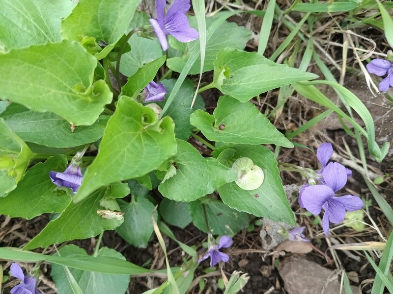Viola retusa photo 6