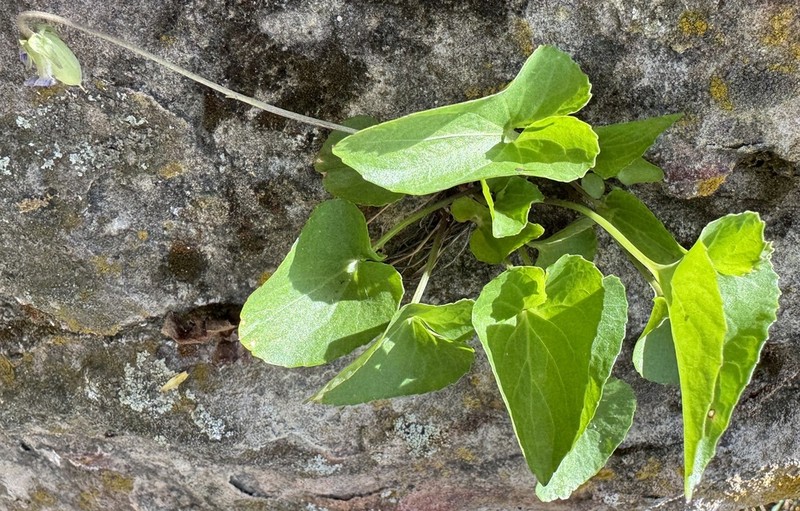 Viola retusa photo 7