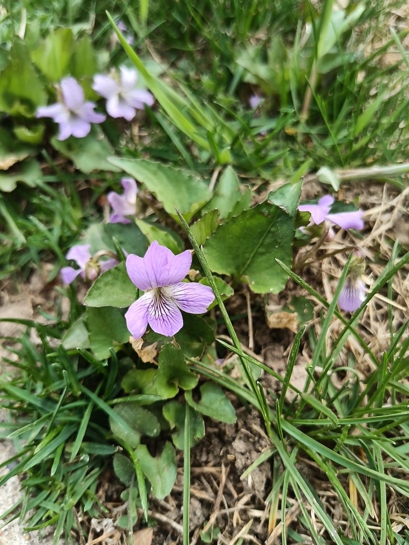 Viola retusa photo 8