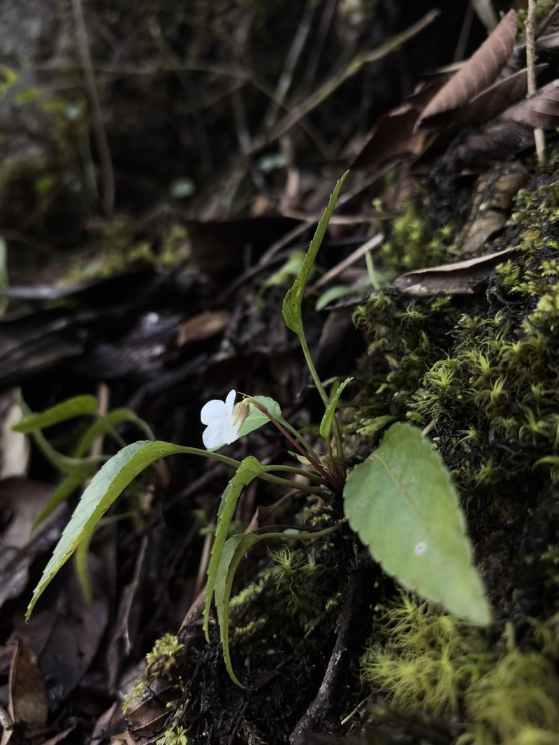 Viola rheophila