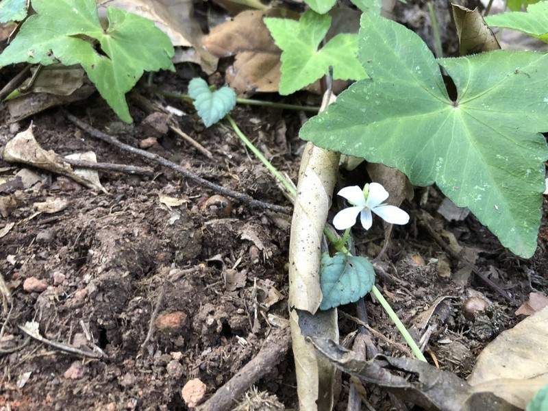 Viola rheophila photo 2