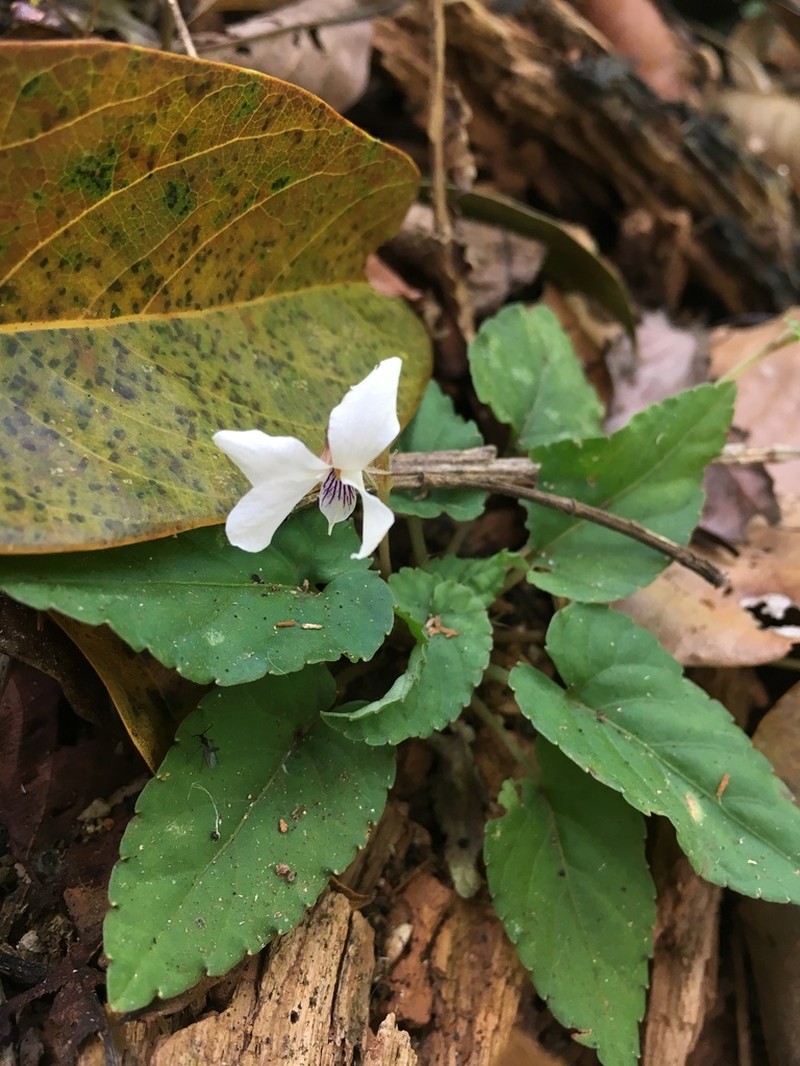 Viola rheophila photo 3