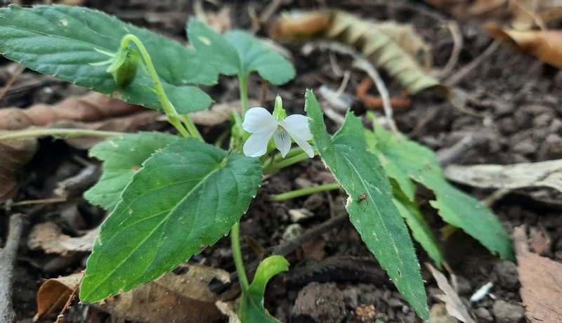 Viola rheophila photo 4