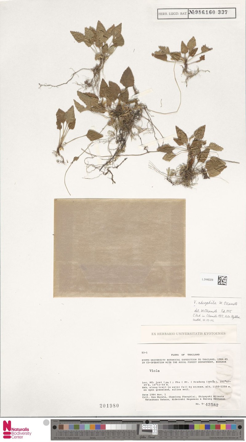 Viola rheophila photo 5