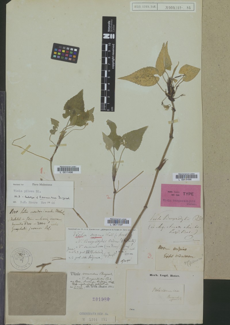 Viola rheophila photo 6