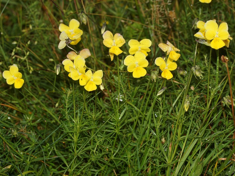 Viola rhodopeia photo 2